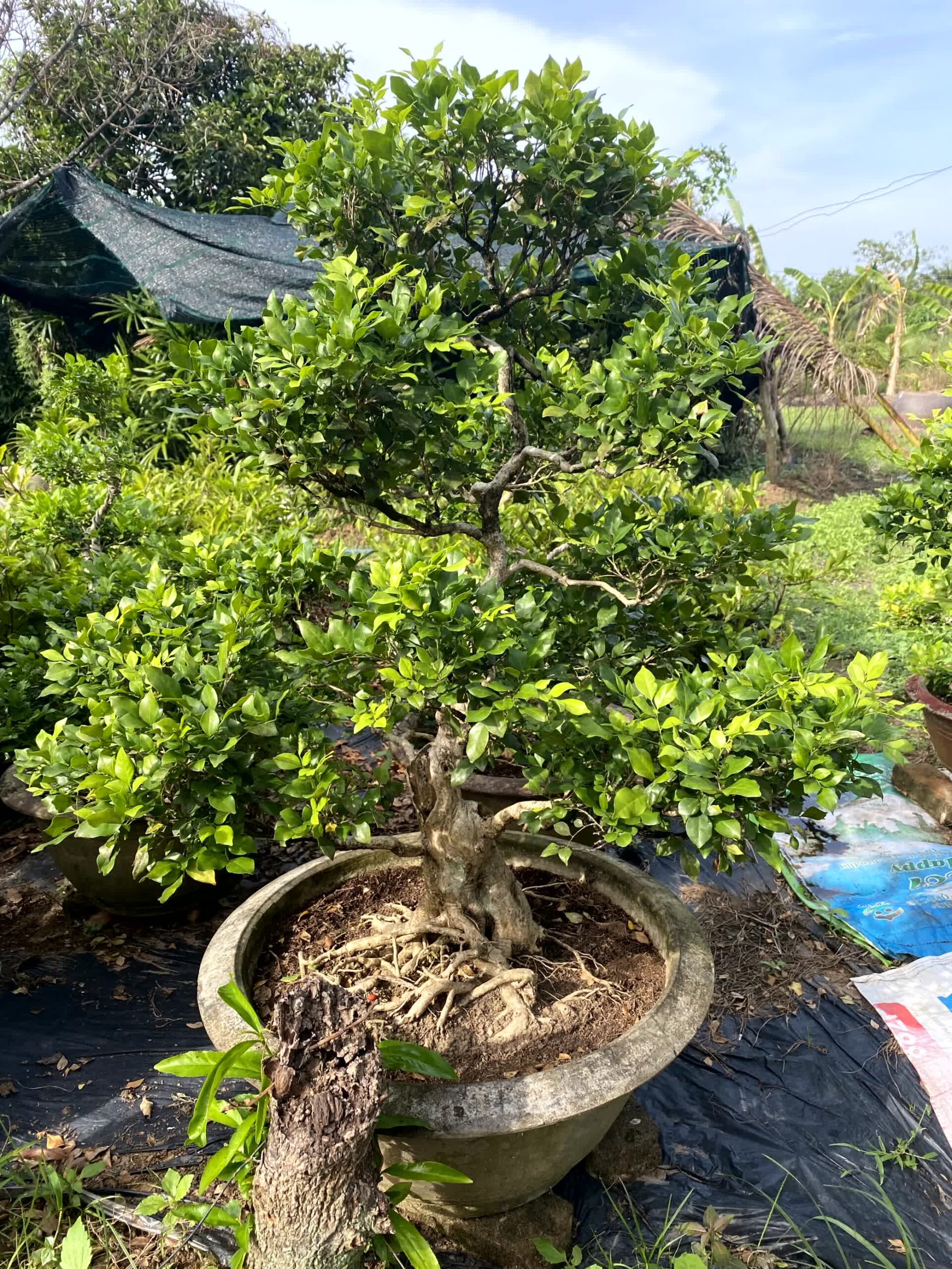 Cây nguyệt quế bonsai lá to, dáng đẹp, lâu năm