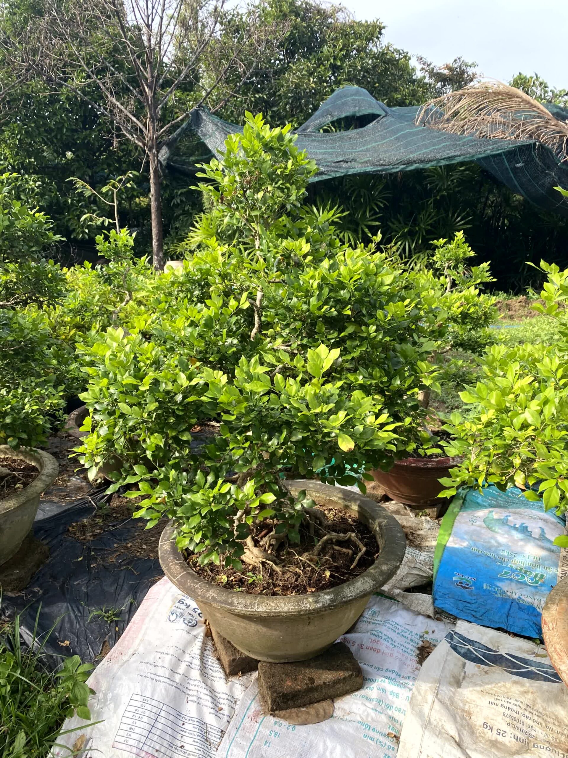 Cây nguyệt quế bonsai lá to, dáng đẹp, lâu năm