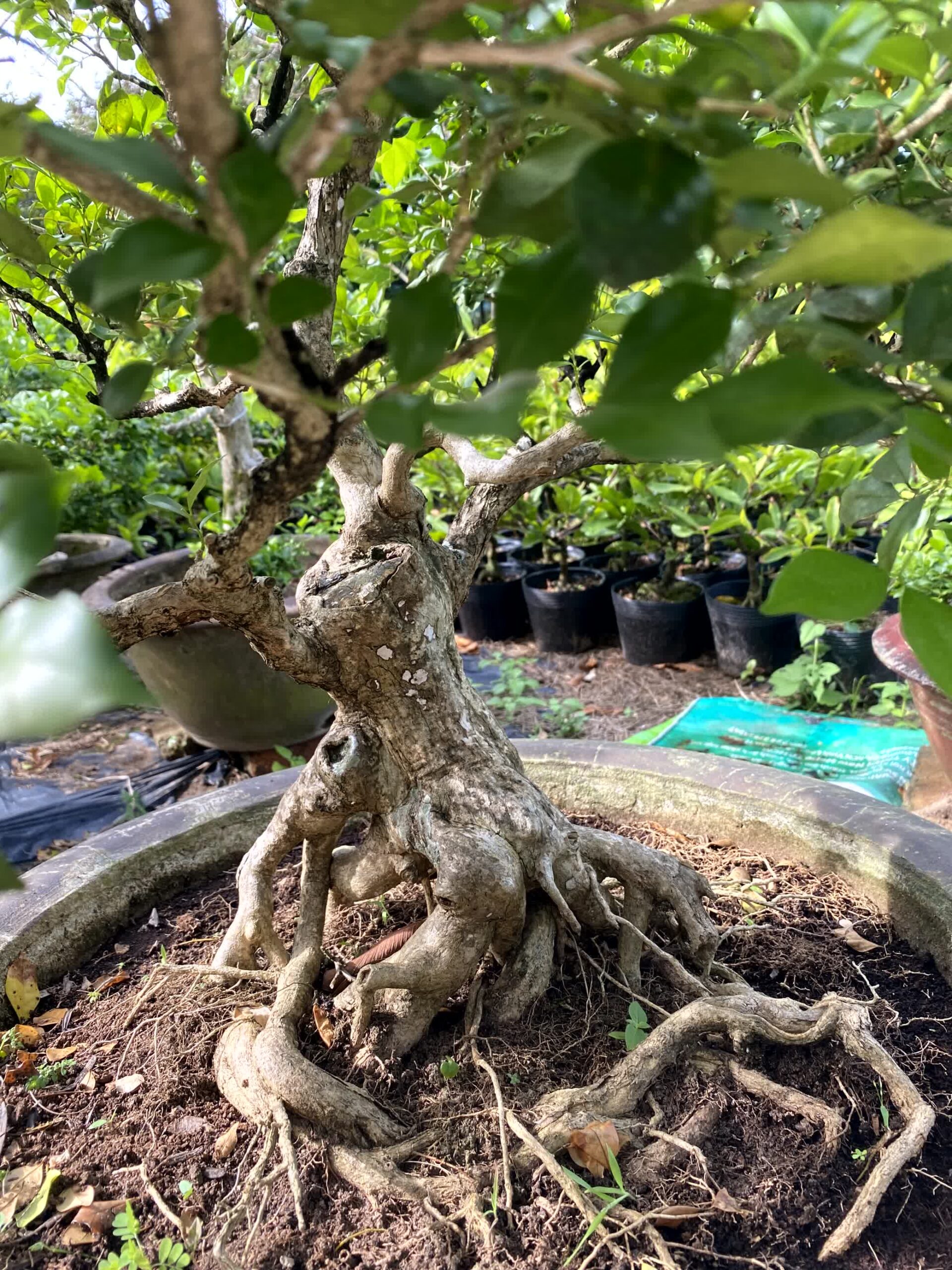 Cây nguyệt quế bonsai lá to, dáng đẹp, lâu năm