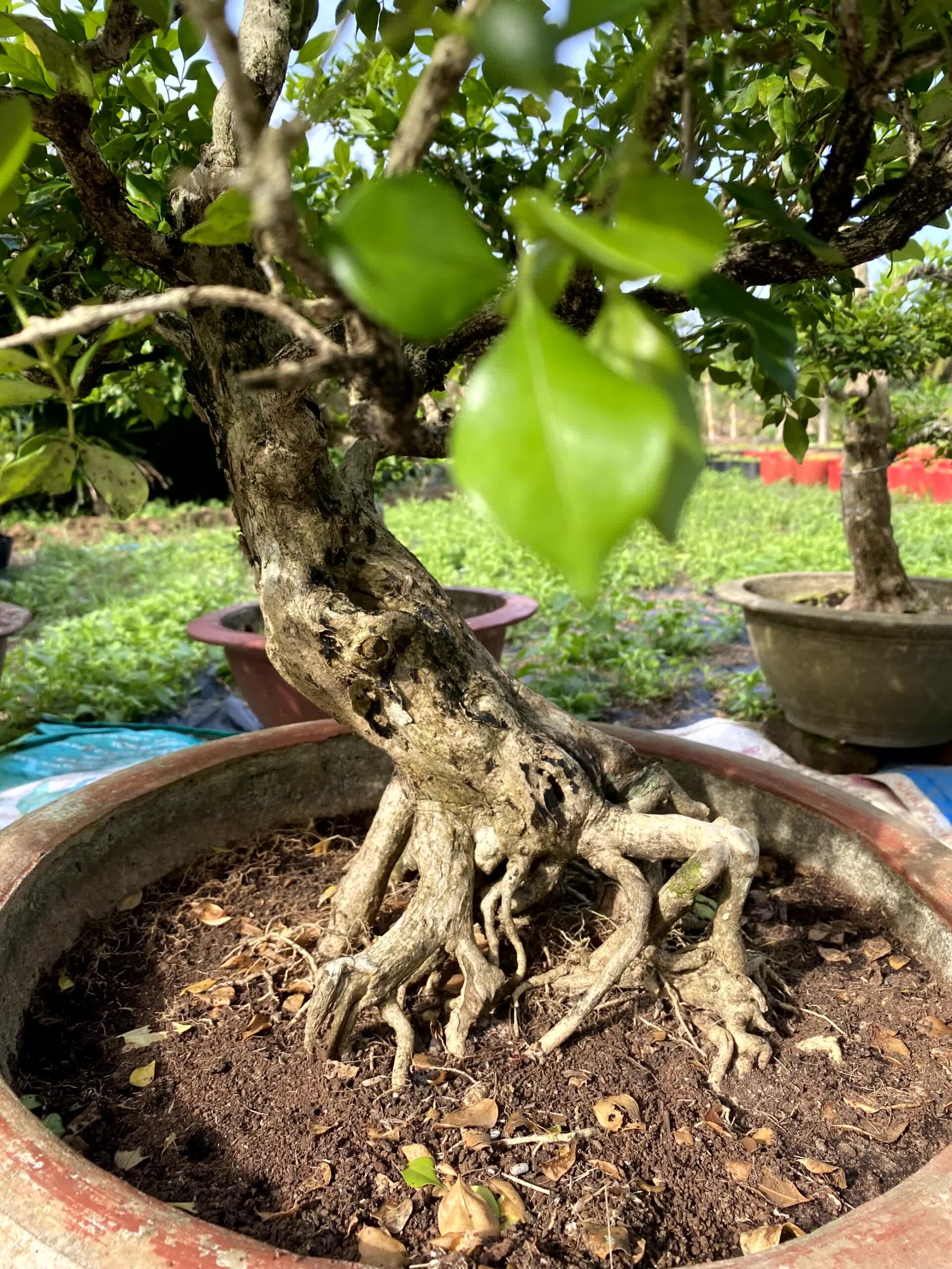Cây nguyệt quế bonsai lá to, dáng đẹp, lâu năm