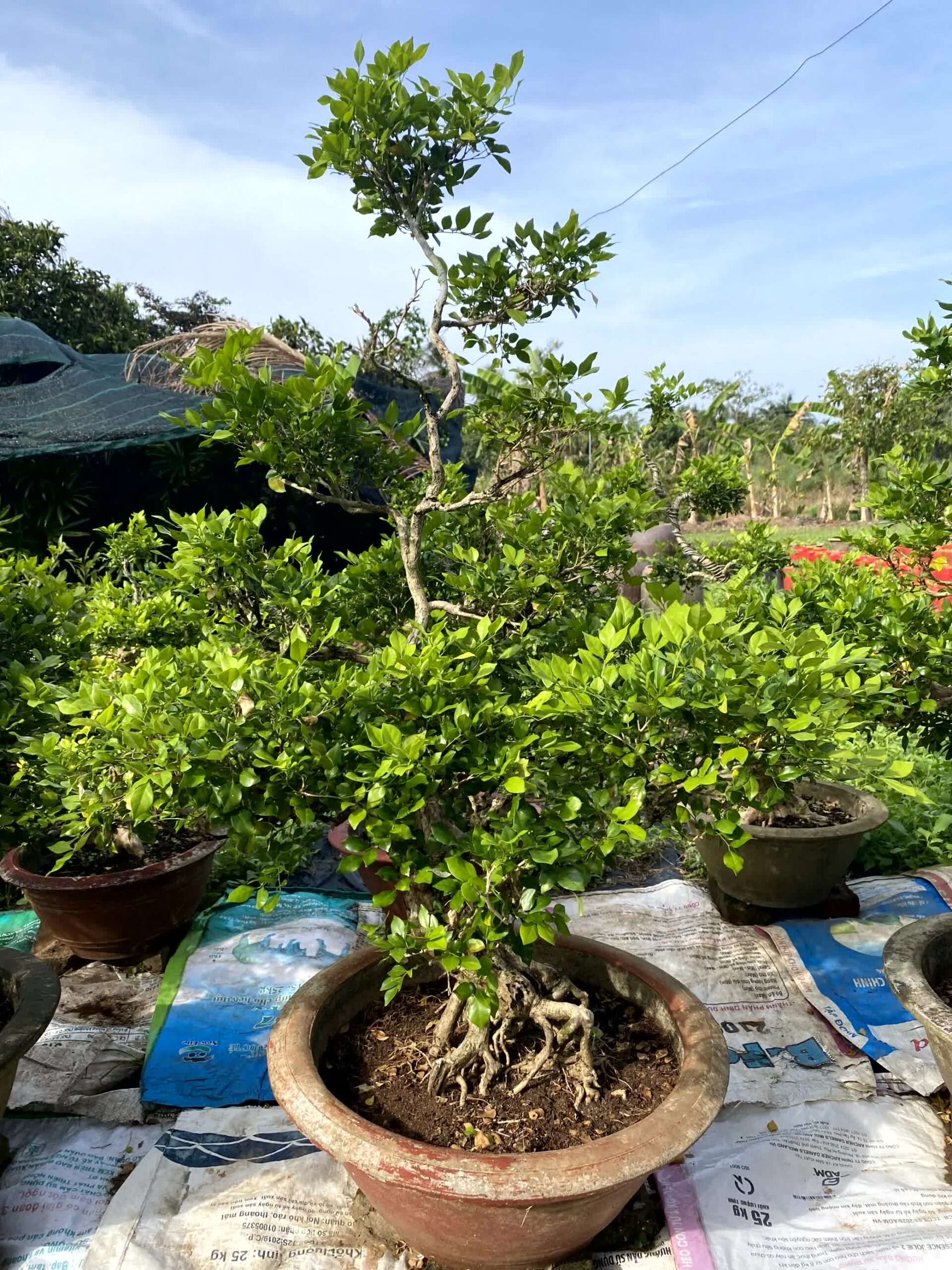 Cây nguyệt quế bonsai lá to, dáng đẹp, lâu năm