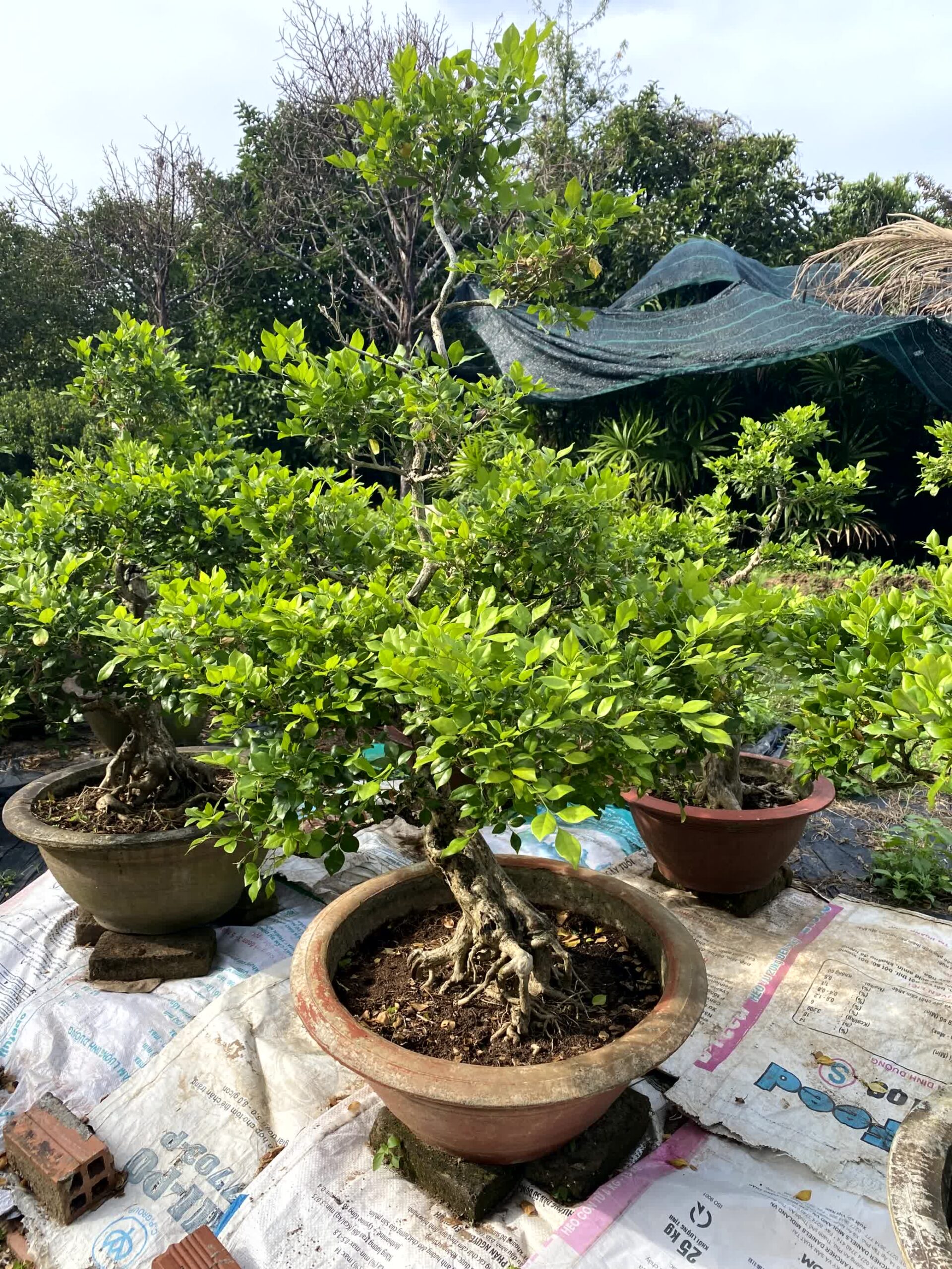 Cây nguyệt quế bonsai lá to, dáng đẹp, lâu năm