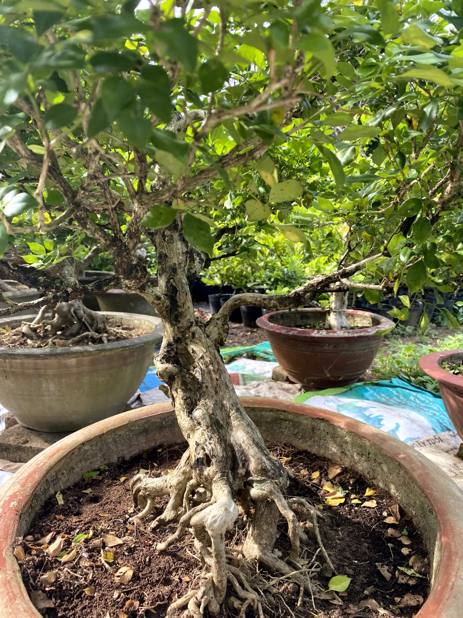 Cây nguyệt quế bonsai lá to, dáng đẹp, lâu năm