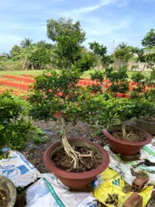 Phương Nam Garden: Chuyên cung cấp sỉ lẻ các loại cây cảnh để bàn, văn phòng