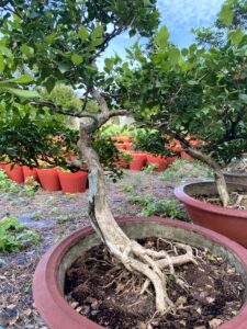 Phương Nam Garden: Chuyên cung cấp sỉ lẻ các loại cây cảnh để bàn, văn phòng