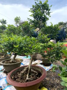 Phương Nam Garden: Chuyên cung cấp sỉ lẻ các loại cây cảnh để bàn, văn phòng