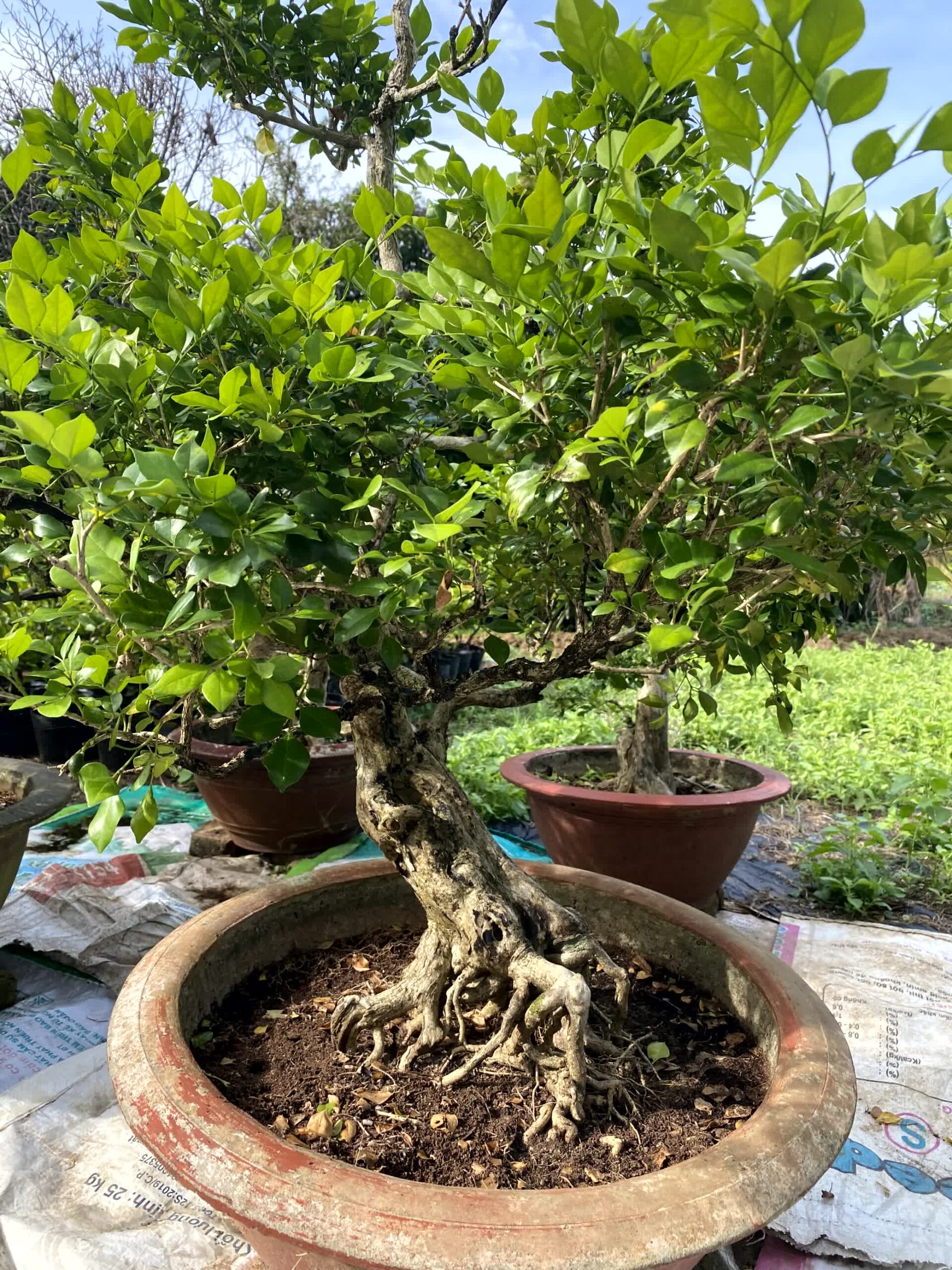 Cây nguyệt quế bonsai lá to, dáng đẹp, lâu năm