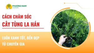 cách chăm sóc cây tùng la hán