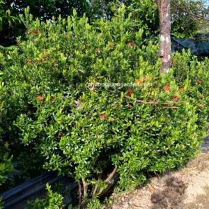 Cây Bông Trang: Ý Nghĩa Phong Thủy & Cách Chăm Sóc Hoa Đẹp