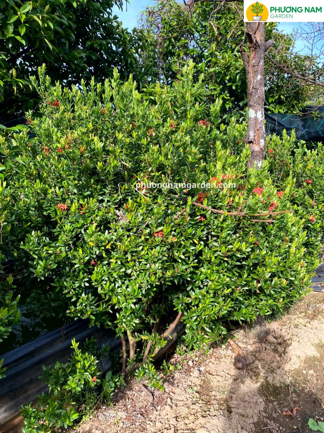 Cây Bông Trang: Ý Nghĩa Phong Thủy & Cách Chăm Sóc Hoa Đẹp