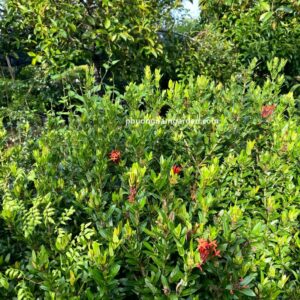 Cây Bông Trang: Ý Nghĩa Phong Thủy & Cách Chăm Sóc Hoa Đẹp