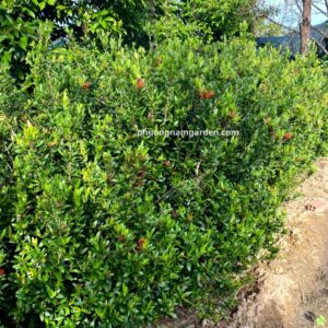 Cây Bông Trang: Ý Nghĩa Phong Thủy & Cách Chăm Sóc Hoa Đẹp