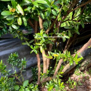 Cây Bông Trang: Ý Nghĩa Phong Thủy & Cách Chăm Sóc Hoa Đẹp