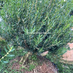 Cây Hoàng Dương Bonsai: Đặc điểm, ý nghĩa phong thủy và cách chăm sóc