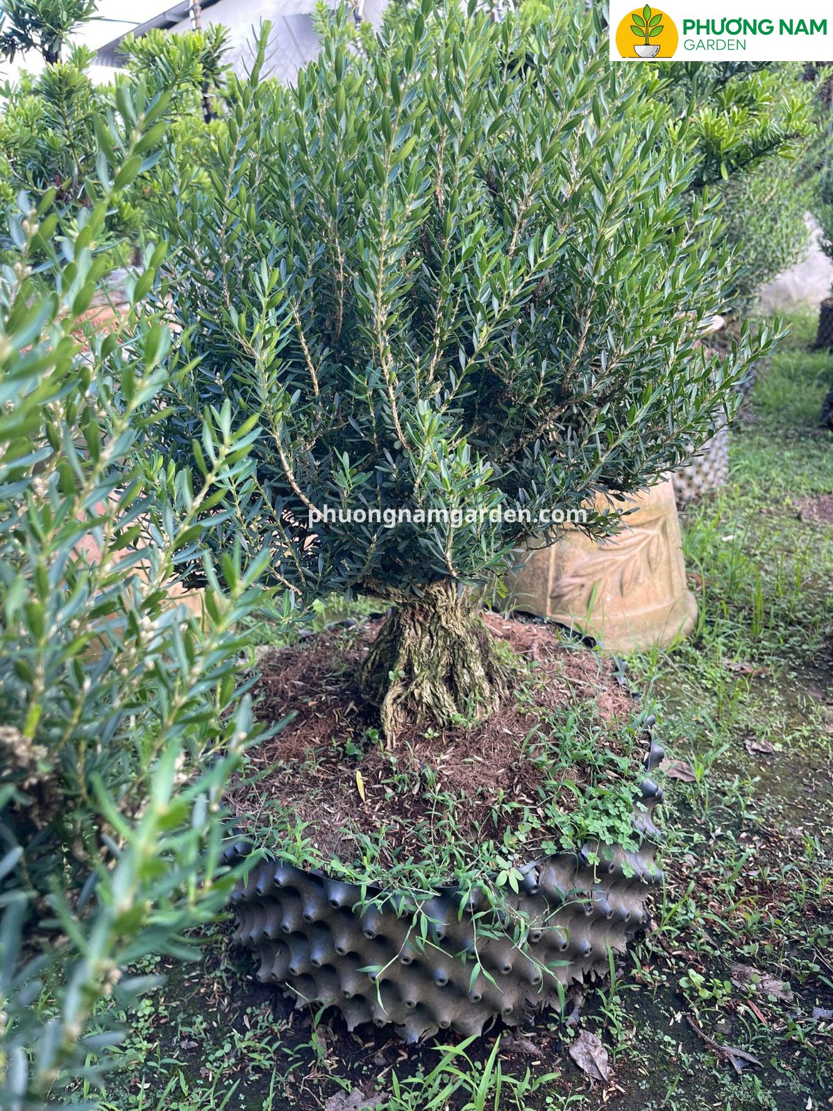 Cây Hoàng Dương Bonsai: Đặc điểm, ý nghĩa phong thủy và cách chăm sóc