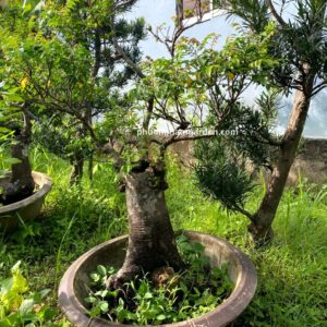 Cây Khế Bonsai Đẹp | Giá Tận Vườn & Kỹ Thuật Chăm Sóc Chuyên Sâu