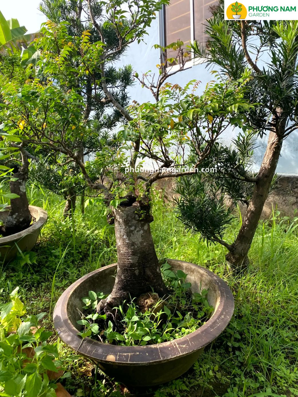 Cây Khế Bonsai Đẹp | Giá Tận Vườn & Kỹ Thuật Chăm Sóc Chuyên Sâu