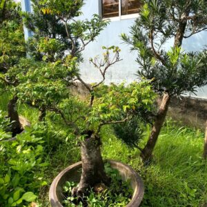Cây Khế Bonsai Đẹp | Giá Tận Vườn & Kỹ Thuật Chăm Sóc Chuyên Sâu
