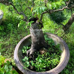 Cây Khế Bonsai Đẹp | Giá Tận Vườn & Kỹ Thuật Chăm Sóc Chuyên Sâu