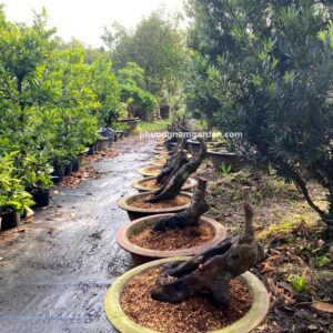 Cây Khế Bonsai Đẹp | Giá Tận Vườn & Kỹ Thuật Chăm Sóc Chuyên Sâu