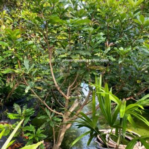 Cây Lộc Vừng Đẹp | Báo Giá Tại Vườn & Kỹ Thuật Chăm Sóc A-Z