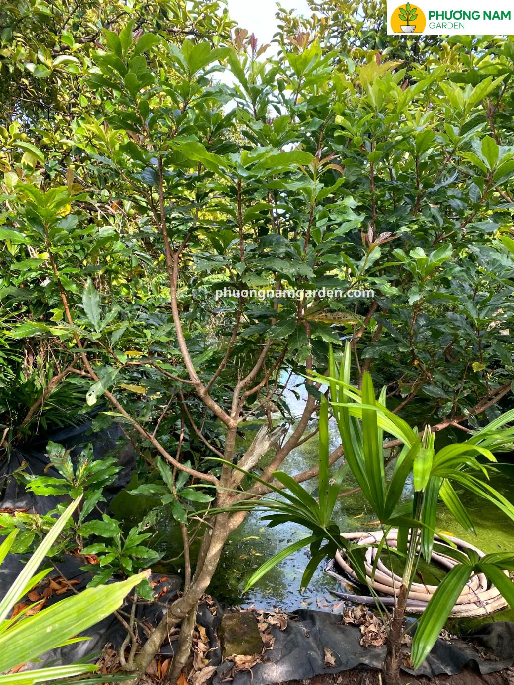 Cây Lộc Vừng Đẹp | Báo Giá Tại Vườn & Kỹ Thuật Chăm Sóc A-Z