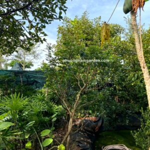 Cây Lộc Vừng Đẹp | Báo Giá Tại Vườn & Kỹ Thuật Chăm Sóc A-Z