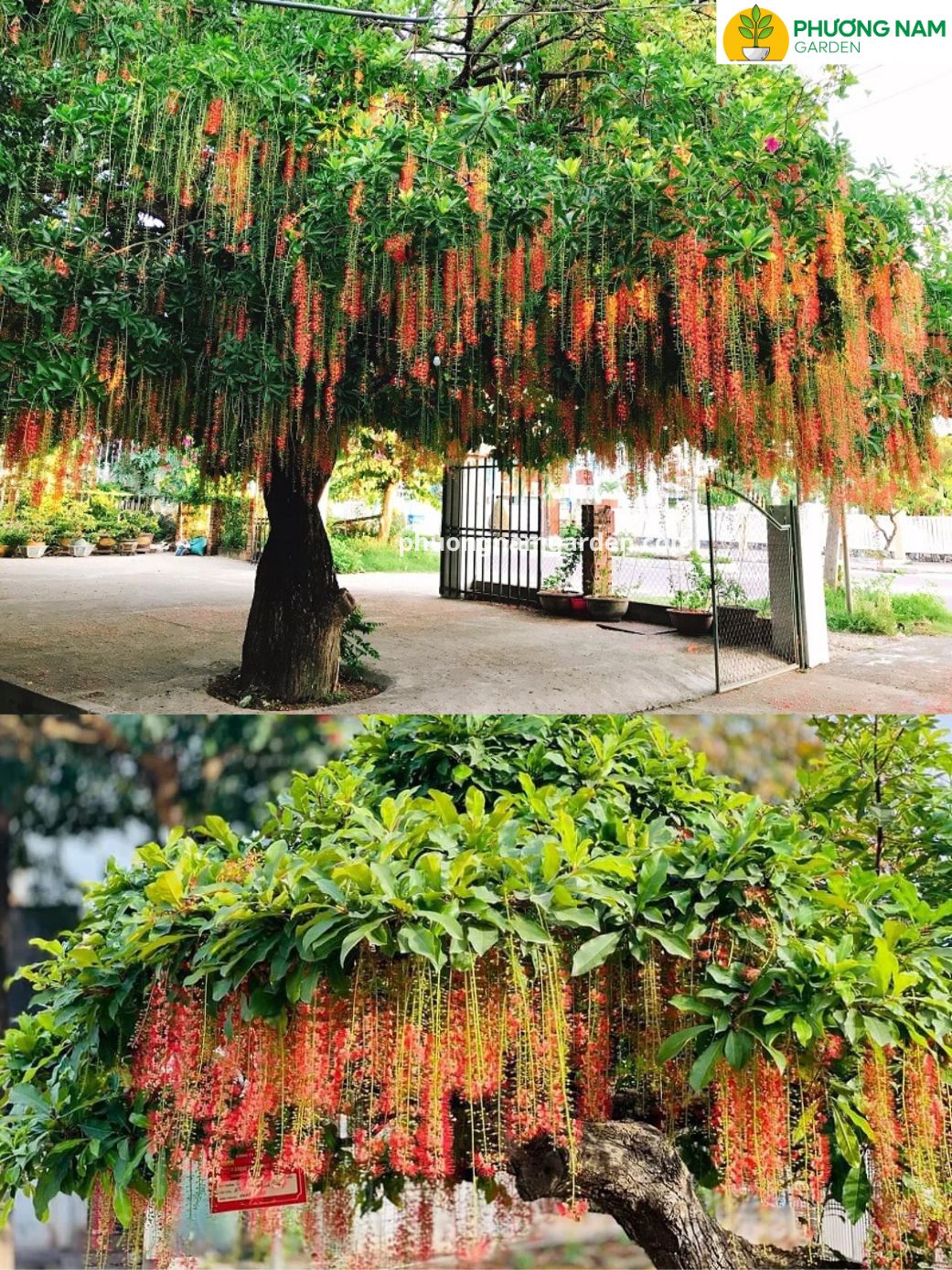 Cây Lộc Vừng Đẹp | Báo Giá Tại Vườn & Kỹ Thuật Chăm Sóc A-Z