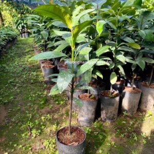 Cây Măng Cụt Giống | Kỹ Thuật Trồng & Báo Giá Cây Giống Uy Tín