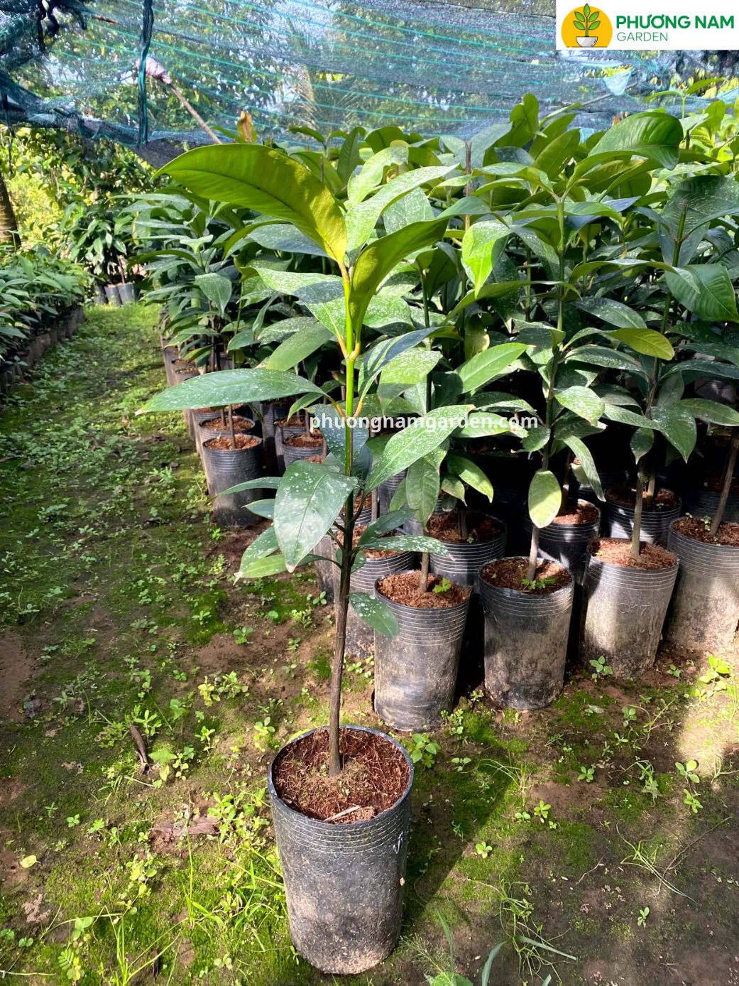 Cây Măng Cụt Giống | Kỹ Thuật Trồng & Báo Giá Cây Giống Uy Tín