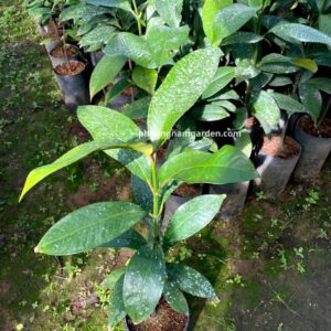 Cây Măng Cụt Giống | Kỹ Thuật Trồng & Báo Giá Cây Giống Uy Tín 7 Cây Măng Cụt Giống | Kỹ Thuật Trồng & Báo Giá Cây Giống Uy Tín