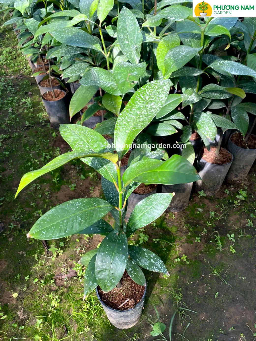 Cây Măng Cụt Giống | Kỹ Thuật Trồng & Báo Giá Cây Giống Uy Tín 3 Cây Măng Cụt Giống | Kỹ Thuật Trồng & Báo Giá Cây Giống Uy Tín - Ảnh 2