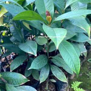 Cây Măng Cụt Giống | Kỹ Thuật Trồng & Báo Giá Cây Giống Uy Tín 8 Cây Măng Cụt Giống | Kỹ Thuật Trồng & Báo Giá Cây Giống Uy Tín