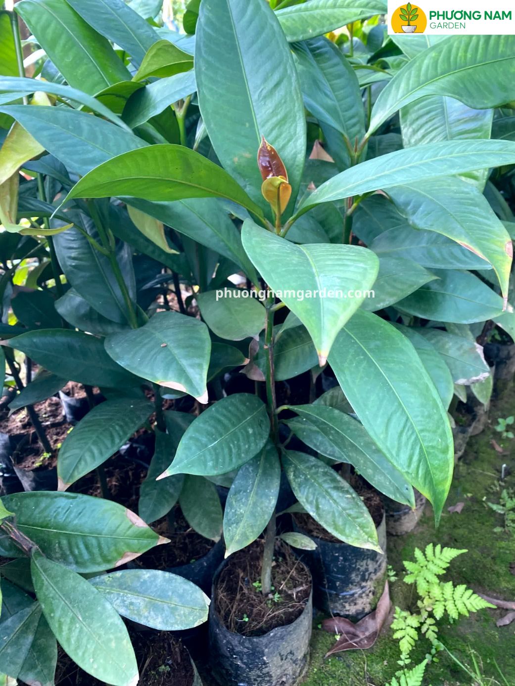 Cây Măng Cụt Giống | Kỹ Thuật Trồng & Báo Giá Cây Giống Uy Tín 4 Cây Măng Cụt Giống | Kỹ Thuật Trồng & Báo Giá Cây Giống Uy Tín - Ảnh 3