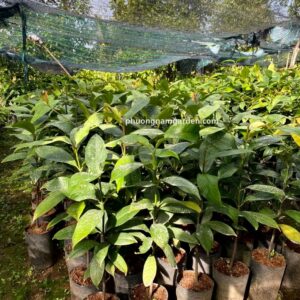 Cây Măng Cụt Giống | Kỹ Thuật Trồng & Báo Giá Cây Giống Uy Tín 10 Cây Măng Cụt Giống | Kỹ Thuật Trồng & Báo Giá Cây Giống Uy Tín