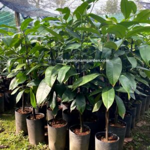 Cây Măng Cụt Giống | Kỹ Thuật Trồng & Báo Giá Cây Giống Uy Tín 9 Cây Măng Cụt Giống | Kỹ Thuật Trồng & Báo Giá Cây Giống Uy Tín