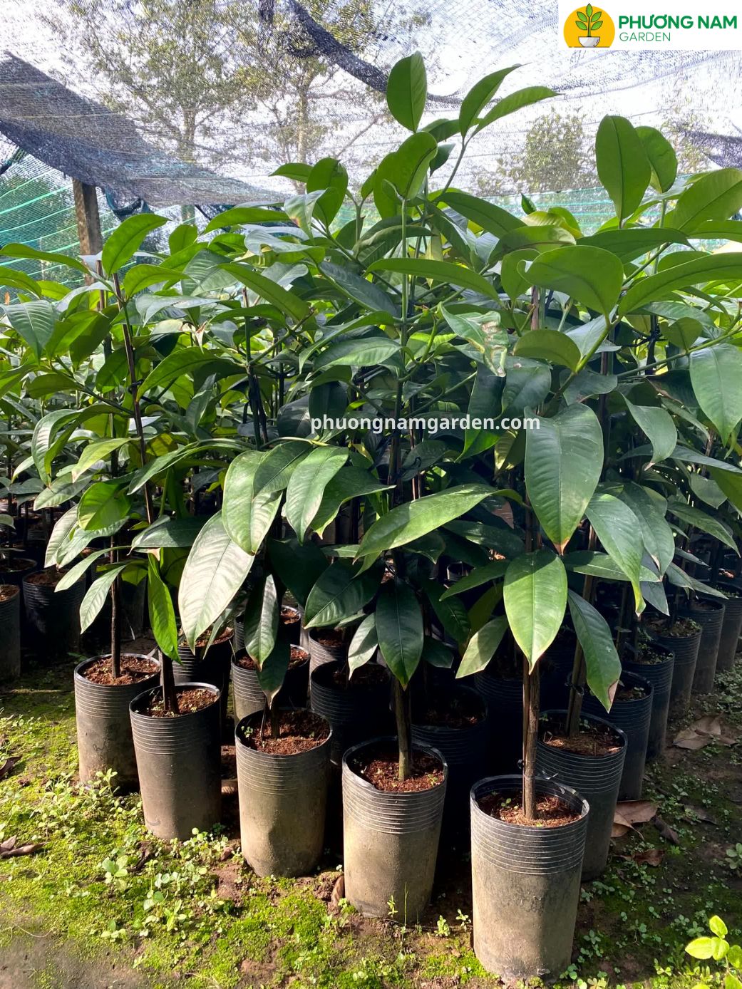 Cây Măng Cụt Giống | Kỹ Thuật Trồng & Báo Giá Cây Giống Uy Tín 11 Cây Măng Cụt Giống | Kỹ Thuật Trồng & Báo Giá Cây Giống Uy Tín