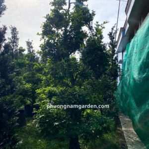 Cây Nguyệt Quế Cổ Thụ | Dáng Đẹp, Hoa Thơm & Ý Nghĩa Thịnh Vượng