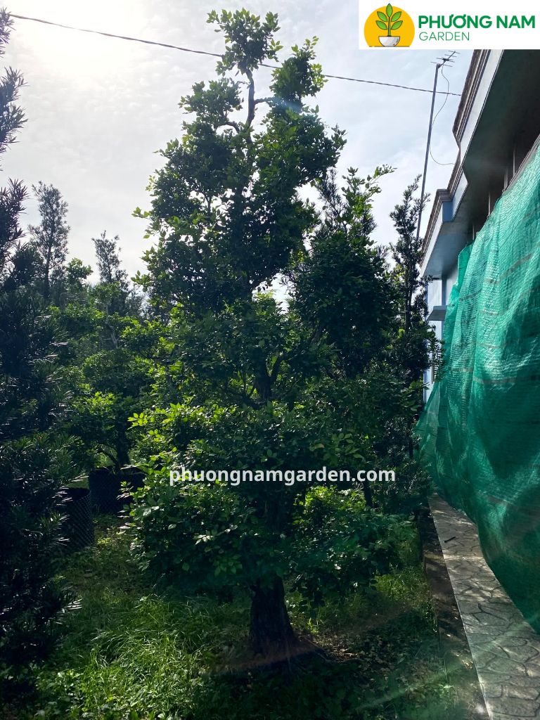 Cây Nguyệt Quế Cổ Thụ | Dáng Đẹp, Hoa Thơm & Ý Nghĩa Thịnh Vượng