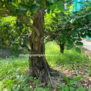 Cây Nguyệt Quế Cổ Thụ | Dáng Đẹp, Hoa Thơm & Ý Nghĩa Thịnh Vượng