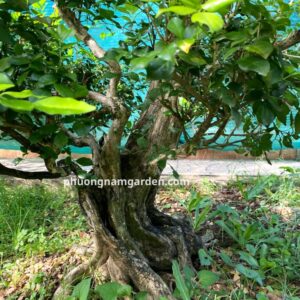 Cây Nguyệt Quế Cổ Thụ | Dáng Đẹp, Hoa Thơm & Ý Nghĩa Thịnh Vượng