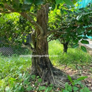 Cây Nguyệt Quế Cổ Thụ | Dáng Đẹp, Hoa Thơm & Ý Nghĩa Thịnh Vượng