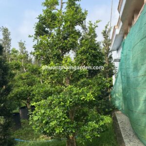 cây nguyệt quế cổ thụ