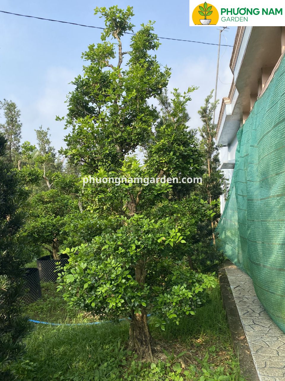 cây nguyệt quế cổ thụ