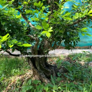 Cây Nguyệt Quế Cổ Thụ | Dáng Đẹp, Hoa Thơm & Ý Nghĩa Thịnh Vượng