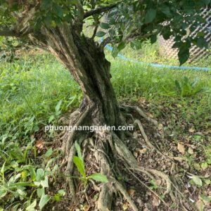cây nguyệt quế cổ thụ
