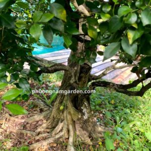 Cây Nguyệt Quế Cổ Thụ | Dáng Đẹp, Hoa Thơm & Ý Nghĩa Thịnh Vượng