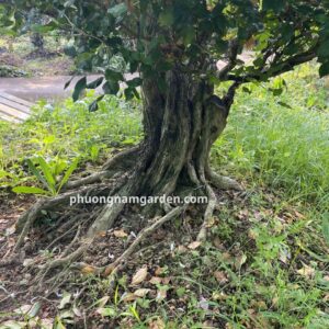 cây nguyệt quế cổ thụ