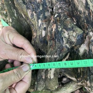 cây nguyệt quế cổ thụ