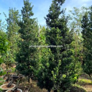 Tùng la hán giá 10 triệu: Cây lâu năm, dáng đẹp, khỏe 10 Tùng la hán giá 10 triệu: Cây lâu năm, dáng đẹp, khỏe